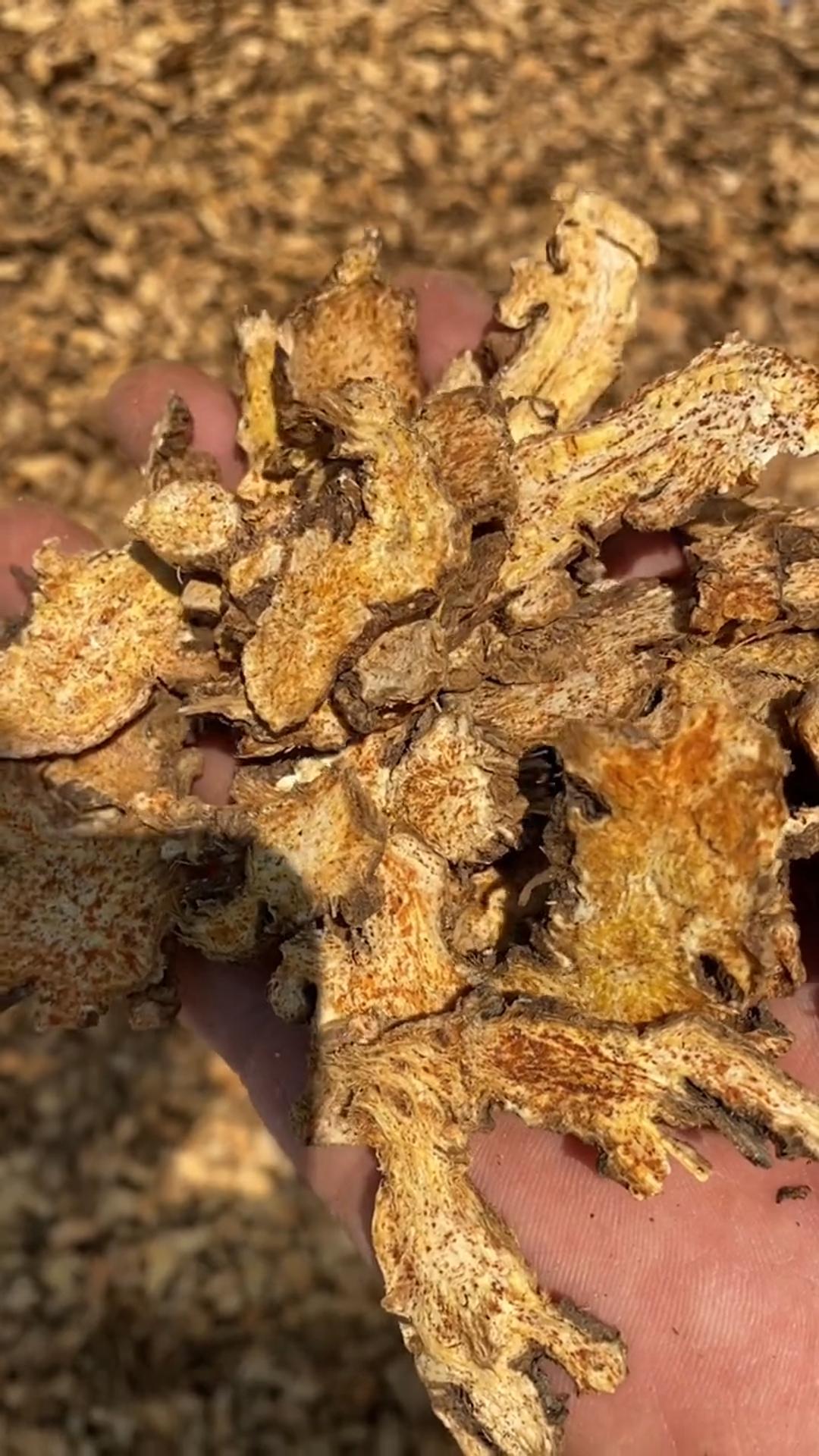 蒼術烘干機如何選擇?